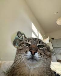 Omeka Research Project Website